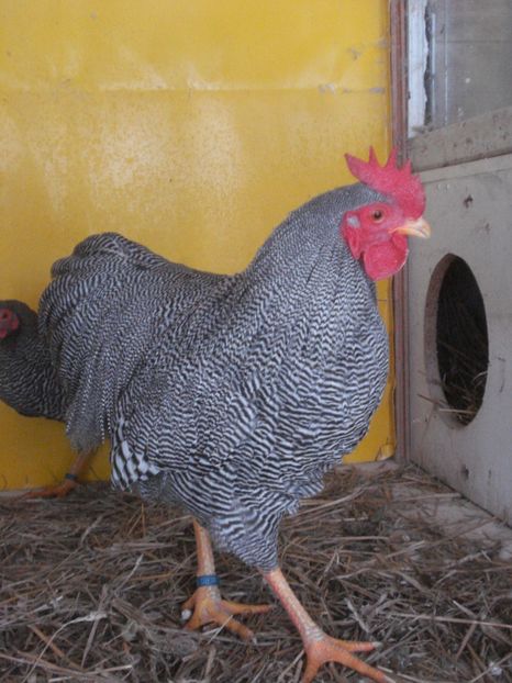  - PLYMOUTH ROCK BARAT- PITIC 2019