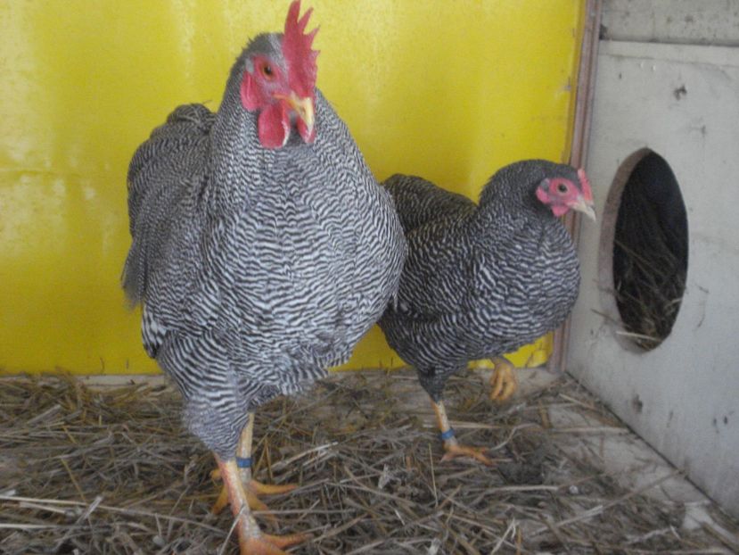  - PLYMOUTH ROCK BARAT- PITIC 2019