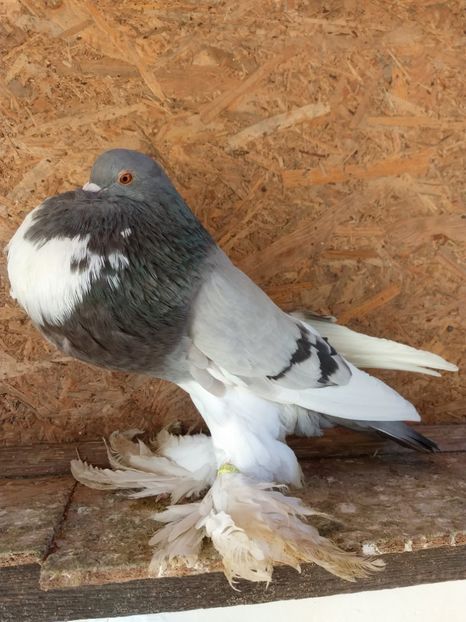  - Gusat de Pomerania