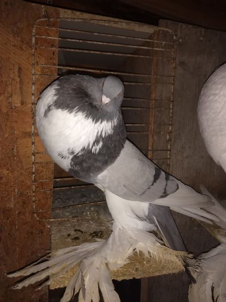  - Gusat de Pomerania