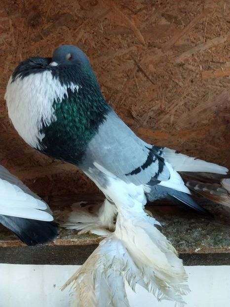  - Gusat de Pomerania