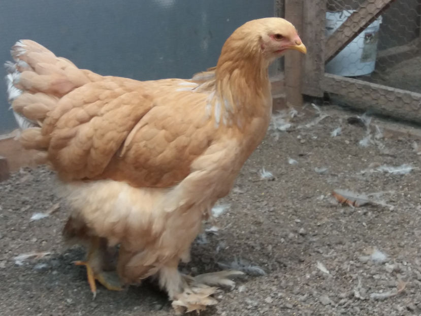 20.01.2019 146 - 08 brahma columbia albastru