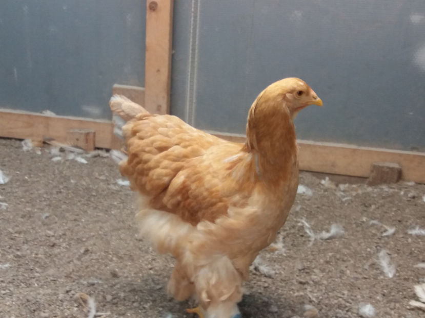 20.01.2019 151 - 08 brahma columbia albastru