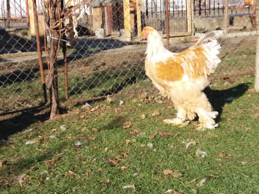 20.01.2019 008 - 02  brahma lemon