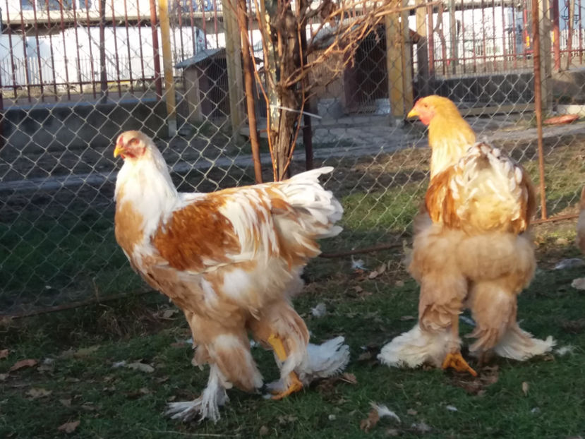 20.01.2019 012 - 02  brahma lemon