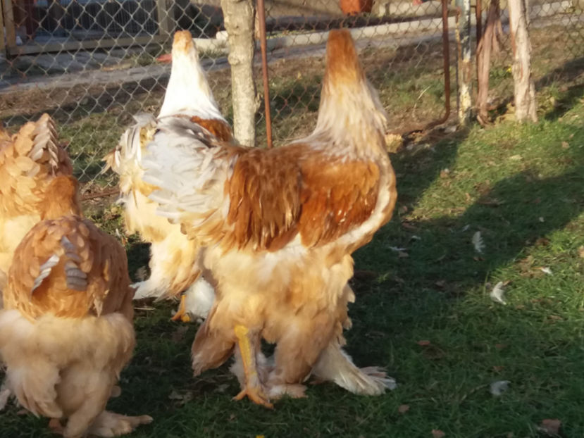 20.01.2019 013 - 02  brahma lemon