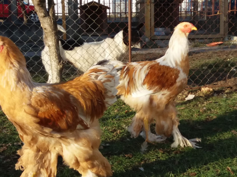 20.01.2019 015 - 02  brahma lemon