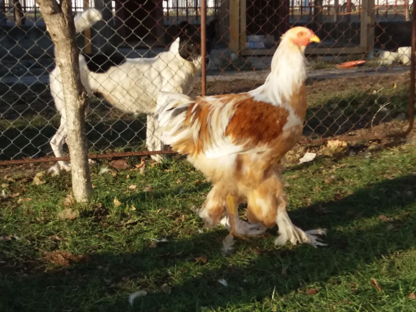 20.01.2019 016 - 02  brahma lemon