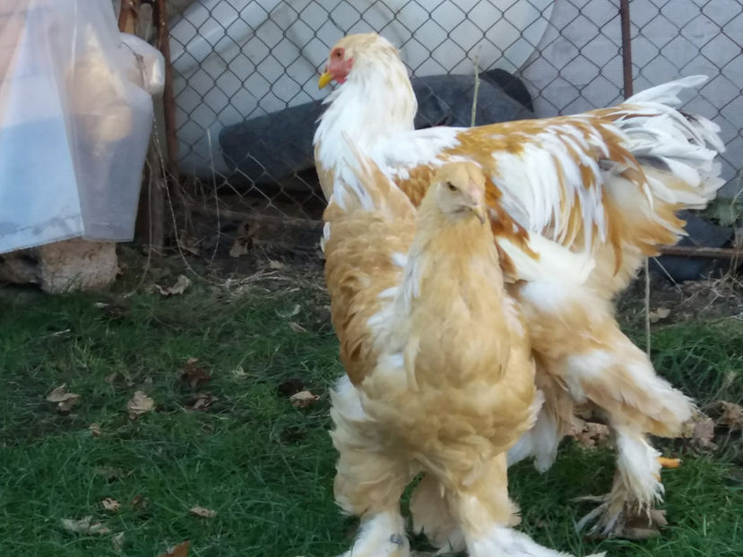 20.01.2019 093 - 02  brahma lemon