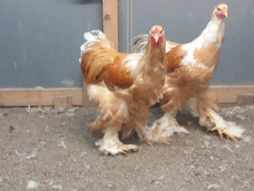 20.01.2019 122 - 02  brahma lemon