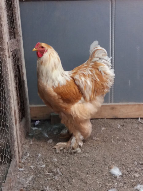 20.01.2019 133 - 02  brahma lemon