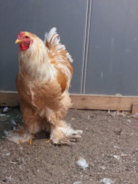 20.01.2019 135 - 02  brahma lemon