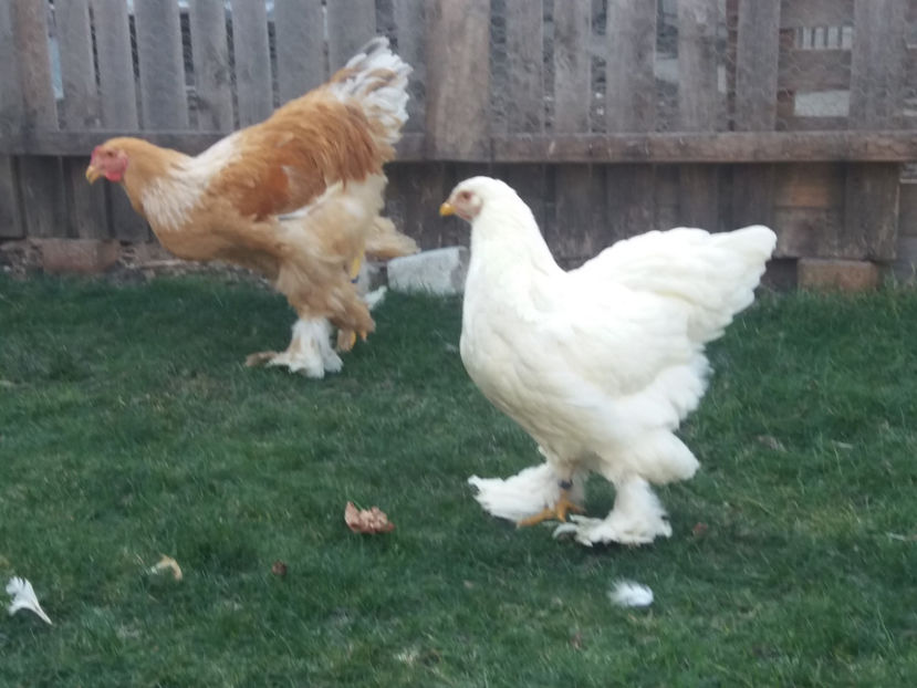 30.11.2018 145 - 04 brahma alb