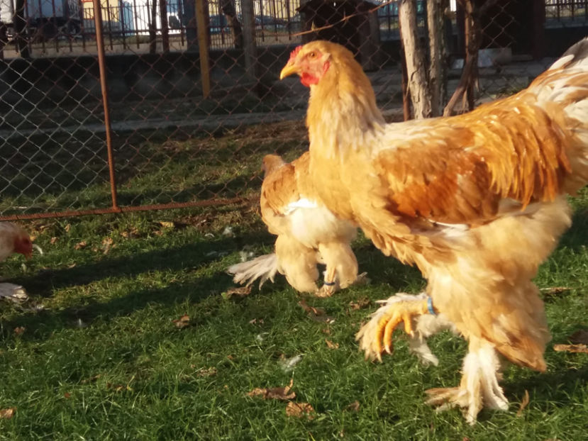 30.11.2018 140 - 01  brahma gold