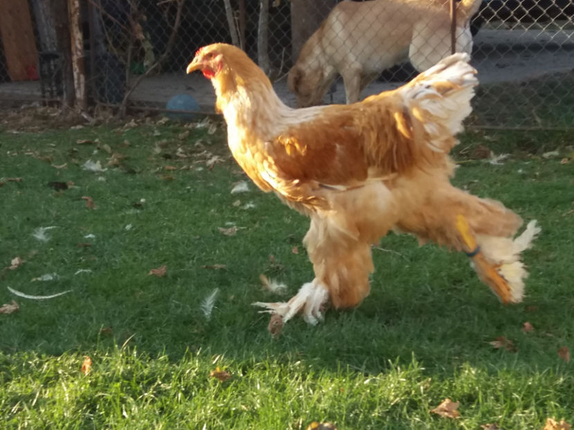 30.11.2018 142 - 01  brahma gold