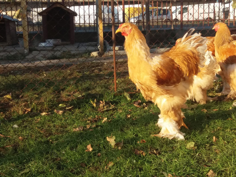 30.11.2018 186 - 01  brahma gold