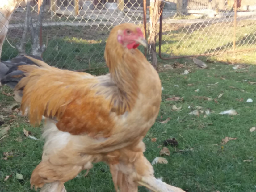 30.11.2018 131 - 08 brahma columbia albastru