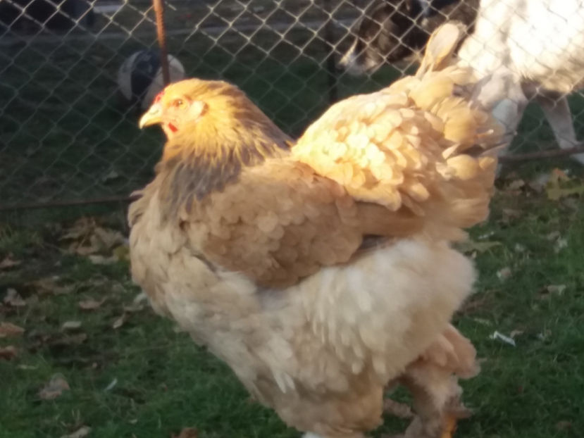 30.11.2018 100 - 08 brahma columbia albastru