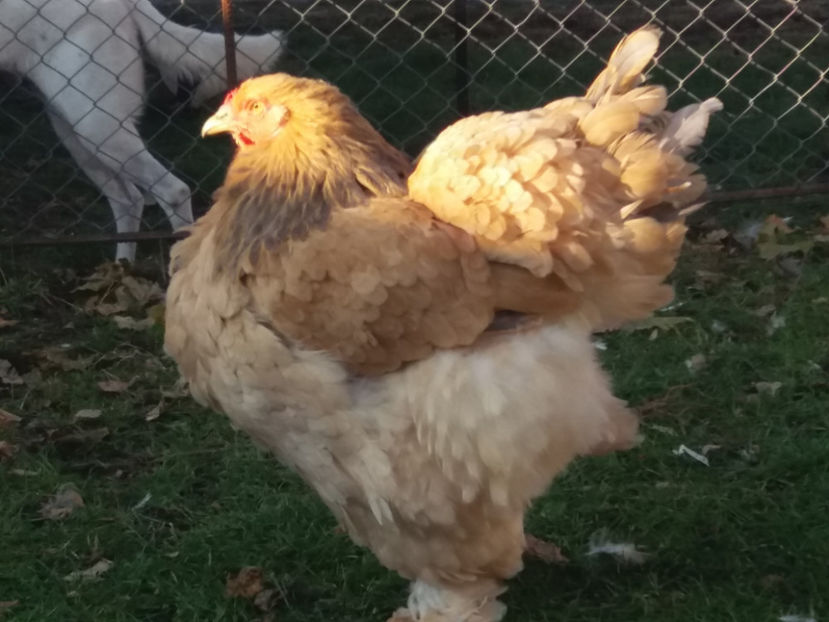 30.11.2018 101 - 08 brahma columbia albastru