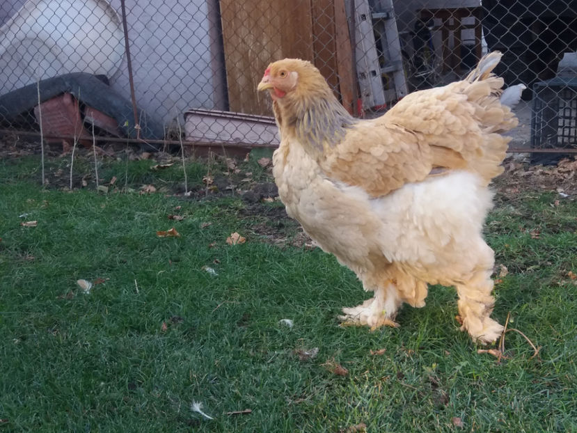 30.11.2018 104 - 08 brahma columbia albastru