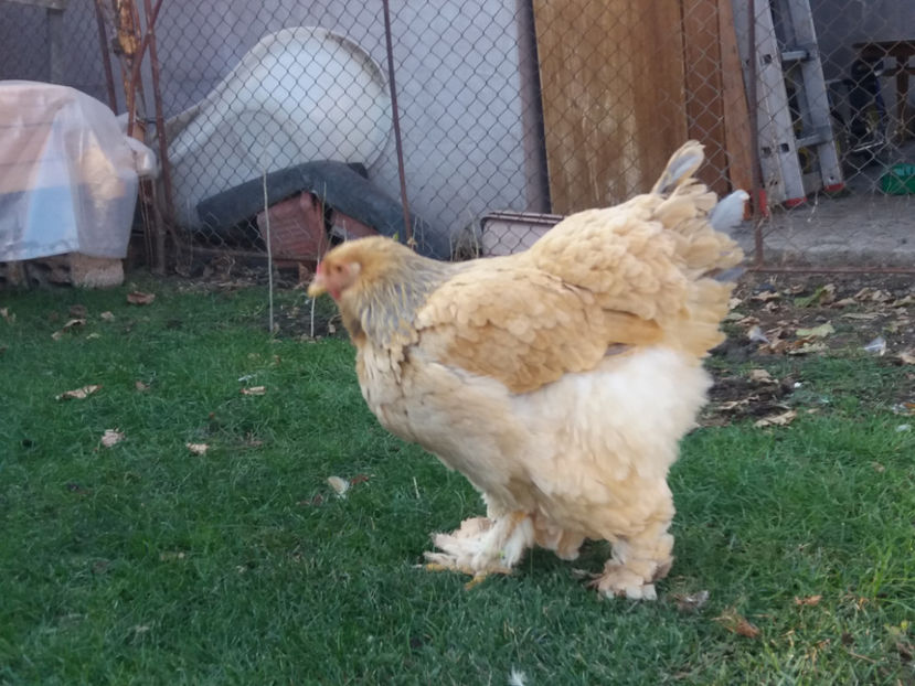 30.11.2018 105 - 08 brahma columbia albastru