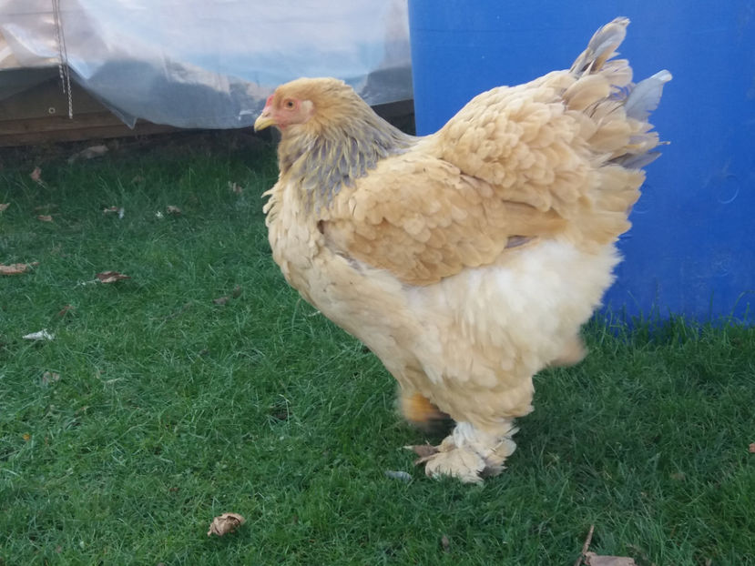 30.11.2018 107 - 08 brahma columbia albastru