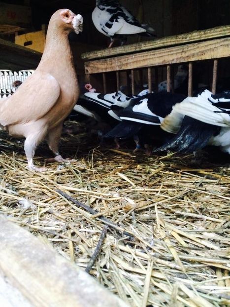 image - Berberi 2019