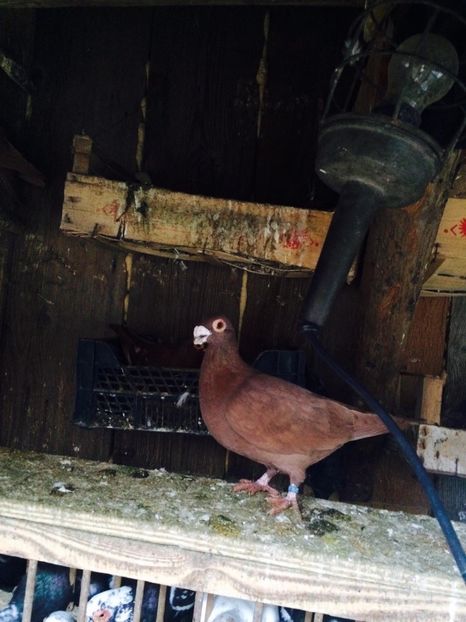 image - Berberi 2019