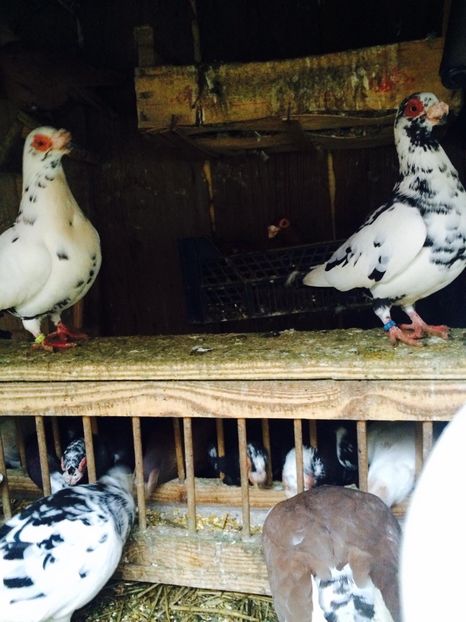 image - Berberi 2019