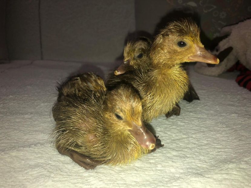 curiosi - Bomboane asortate 2019