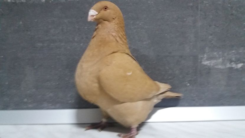 0-1 2015 - matca 2019