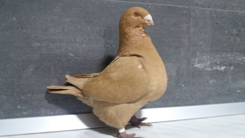  - matca 2019