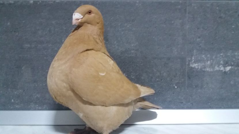 0-1 2015 - matca 2019