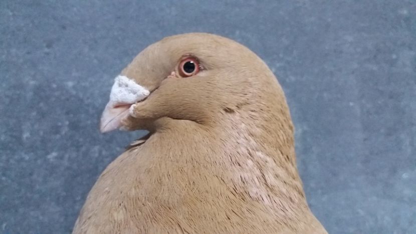  - matca 2019