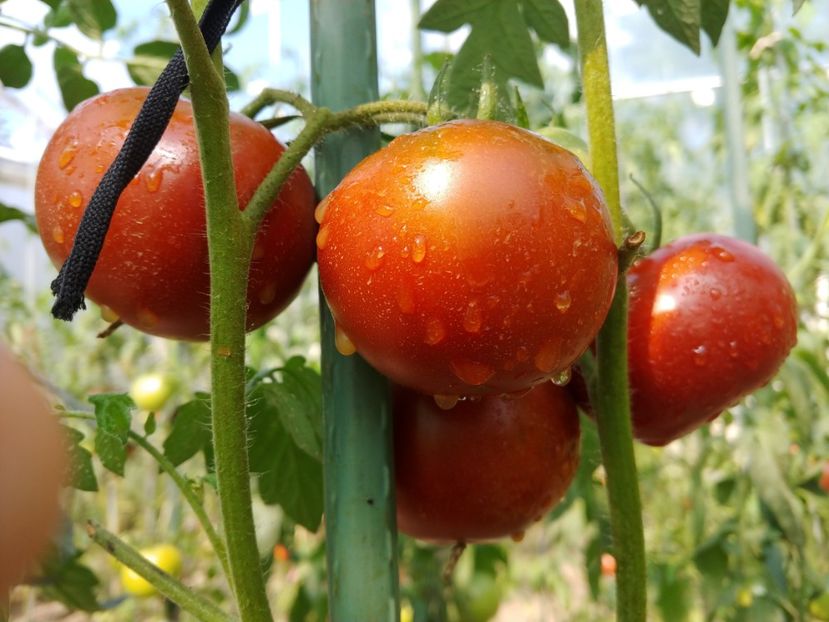 BLACK RUSSIAN THOMPSON 2018 (1) - BLACK RUSSIAN 2018