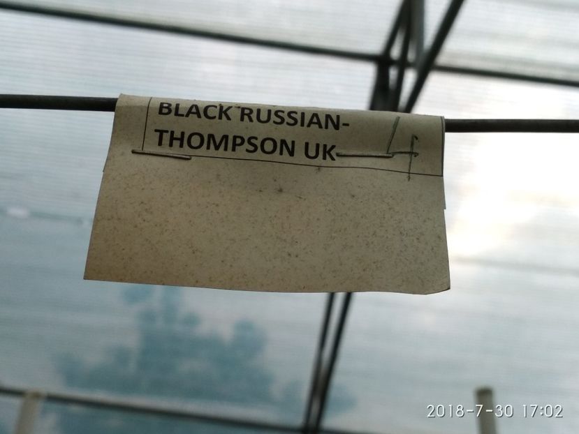 BLACK RUSSIAN THOMPSON 2018 (12) - BLACK RUSSIAN 2018