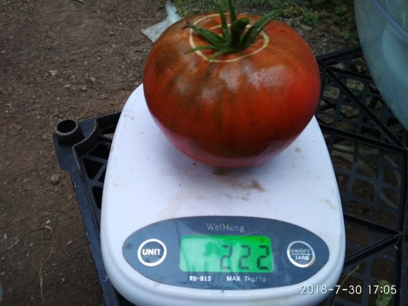 BLACK RUSSIAN THOMPSON 2018 (16) - BLACK RUSSIAN 2018