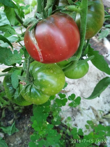 BLACK RUSSIAN THOMPSON 2018 (21) - BLACK RUSSIAN 2018