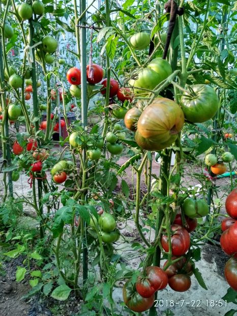 BLACK RUSSIAN THOMPSON 2018 (25) - BLACK RUSSIAN 2018