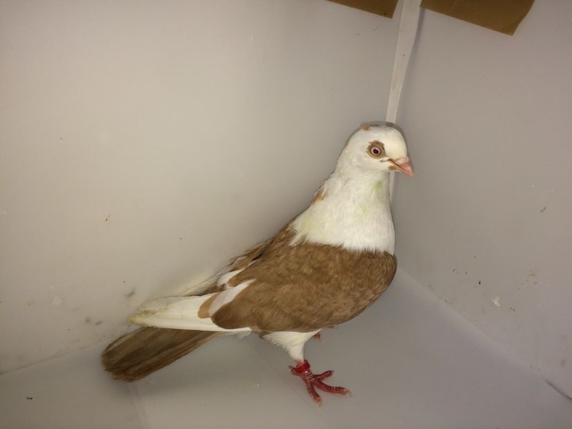 0044  femelă  2018 - 00001 porumbei dragi mie arhivă