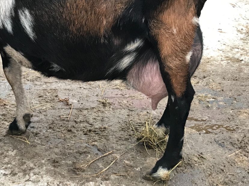 pregătită de fatare - Capra 4- Anglonubiana