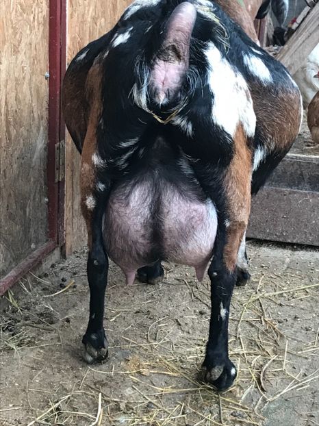 41DDAFED-C5DE-415C-8256-49D74FFE0CAA - Capra 4- Anglonubiana