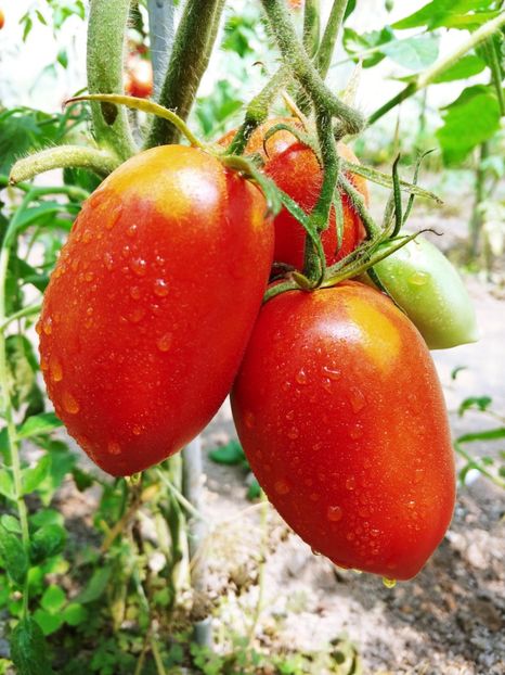 BULL HEART KRASNOE UKR  (1) - BULL HEART RED UKRAINA-2 VARIETĂȚI