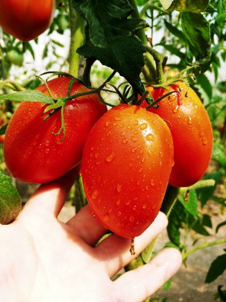 BULL HEART KRASNOE UKR  (2) - BULL HEART RED UKRAINA-2 VARIETĂȚI