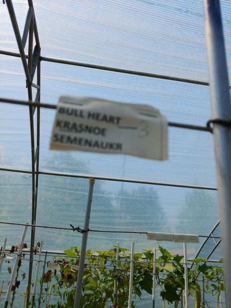 BULL HEART KRASNOE UKR  (4) - BULL HEART RED UKRAINA-2 VARIETĂȚI