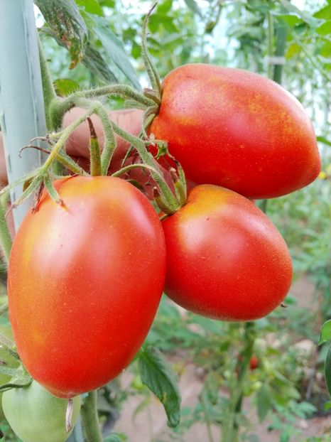 BULL HEART RED 1888 UKR 2018 (1) - BULL HEART RED UKRAINA-2 VARIETĂȚI