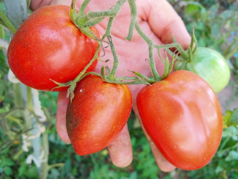 BULL HEART RED 1888 UKR 2018 (14) - BULL HEART RED UKRAINA-2 VARIETĂȚI