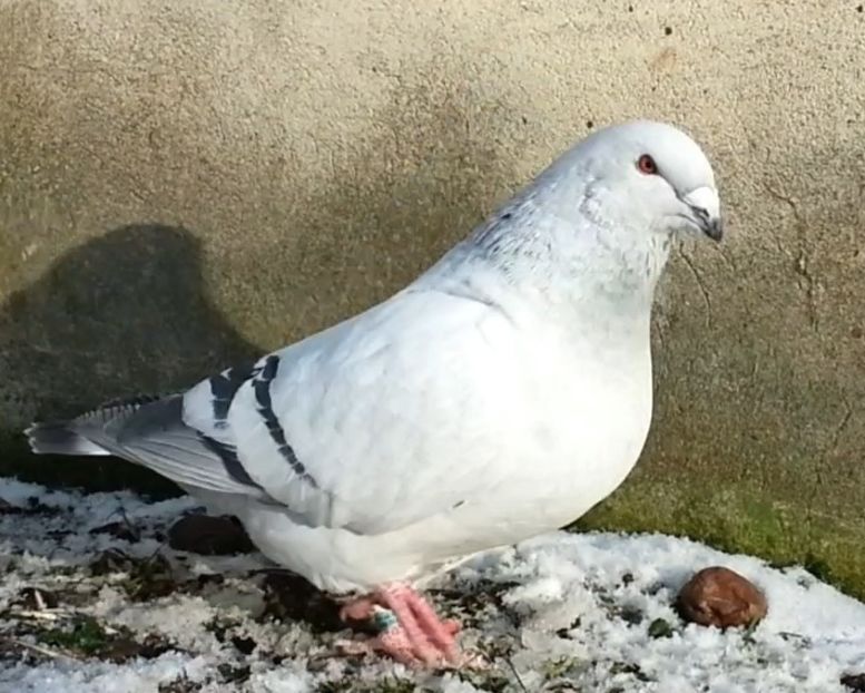 JRS21 Archiwum - e- Młode 2018-Young 2018