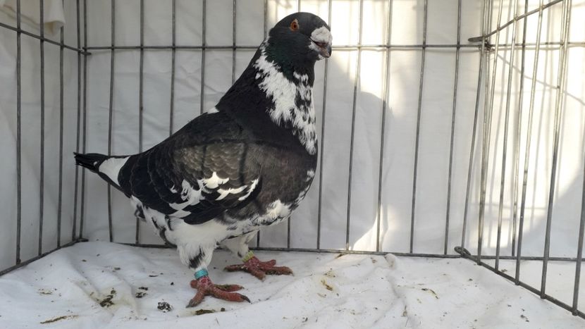 1-0 2017 - masculi agh