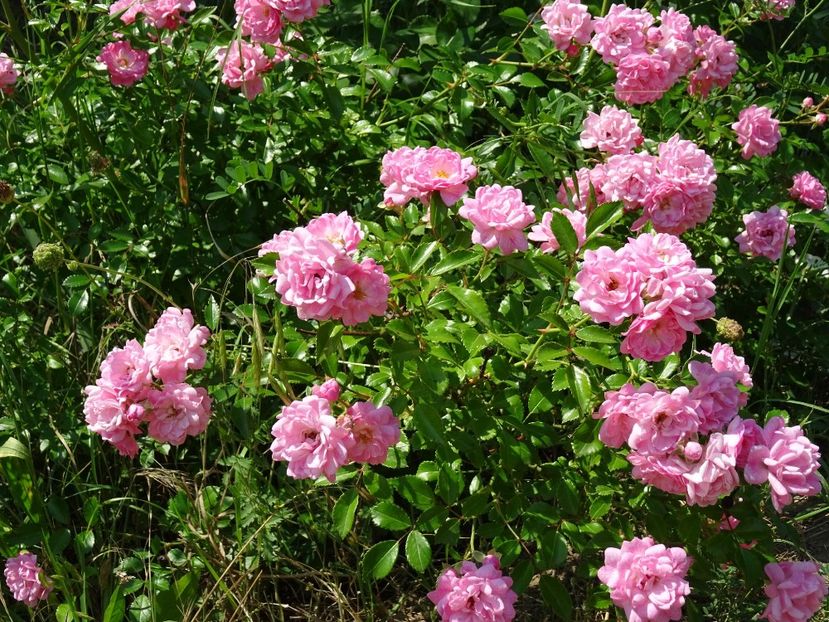 45730389_484137782098554_6326385796492296192_o - The Fairy Rose